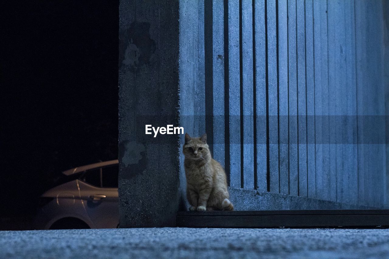 CLOSE-UP OF CAT SITTING ON FLOOR