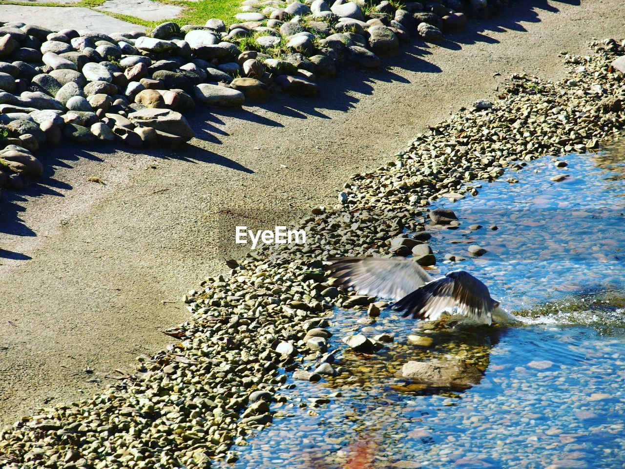 HIGH ANGLE VIEW OF BIRD BY WATER