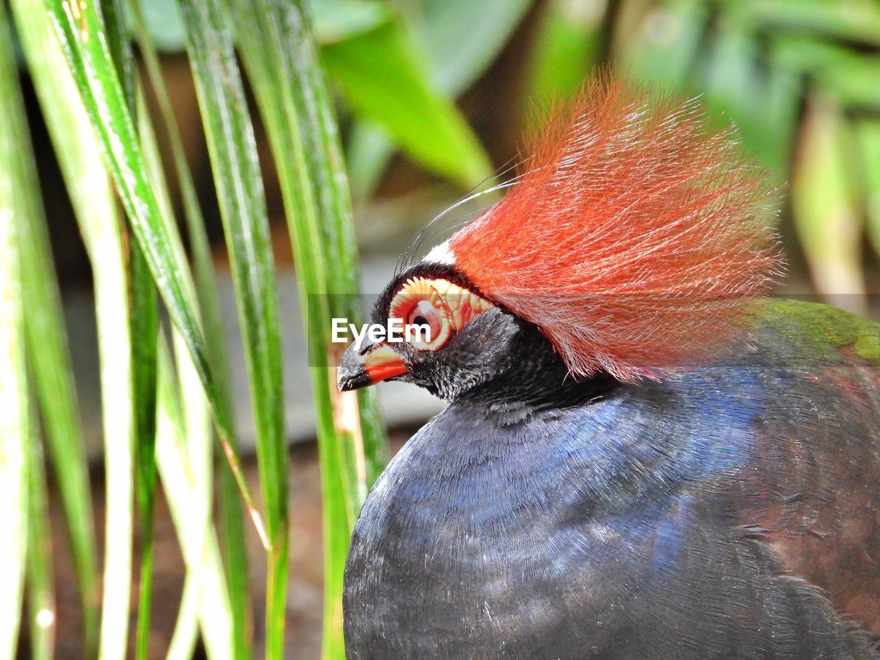 Close-up of a tropical bird