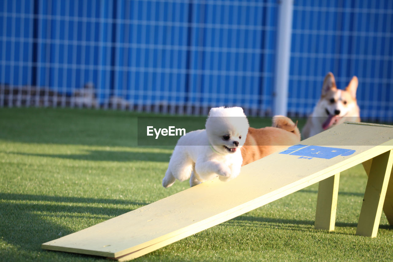 WHITE DOG LOOKING AT FARM