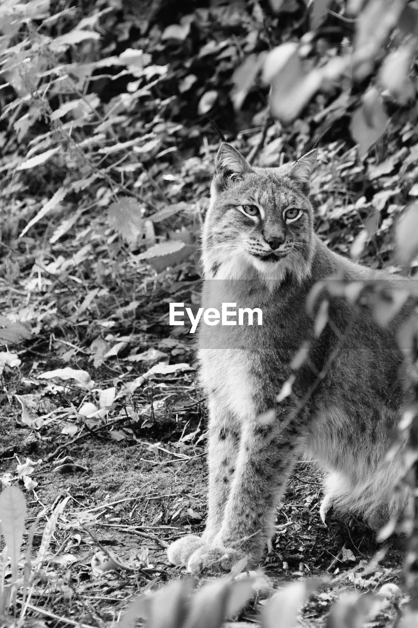 animal, animal themes, mammal, black and white, one animal, cat, monochrome photography, monochrome, feline, pet, domestic animals, felidae, no people, wildlife, wild cat, small to medium-sized cats, nature, animal wildlife, domestic cat, day, bobcat, land, outdoors, portrait, carnivore, looking, selective focus, lynx, whiskers