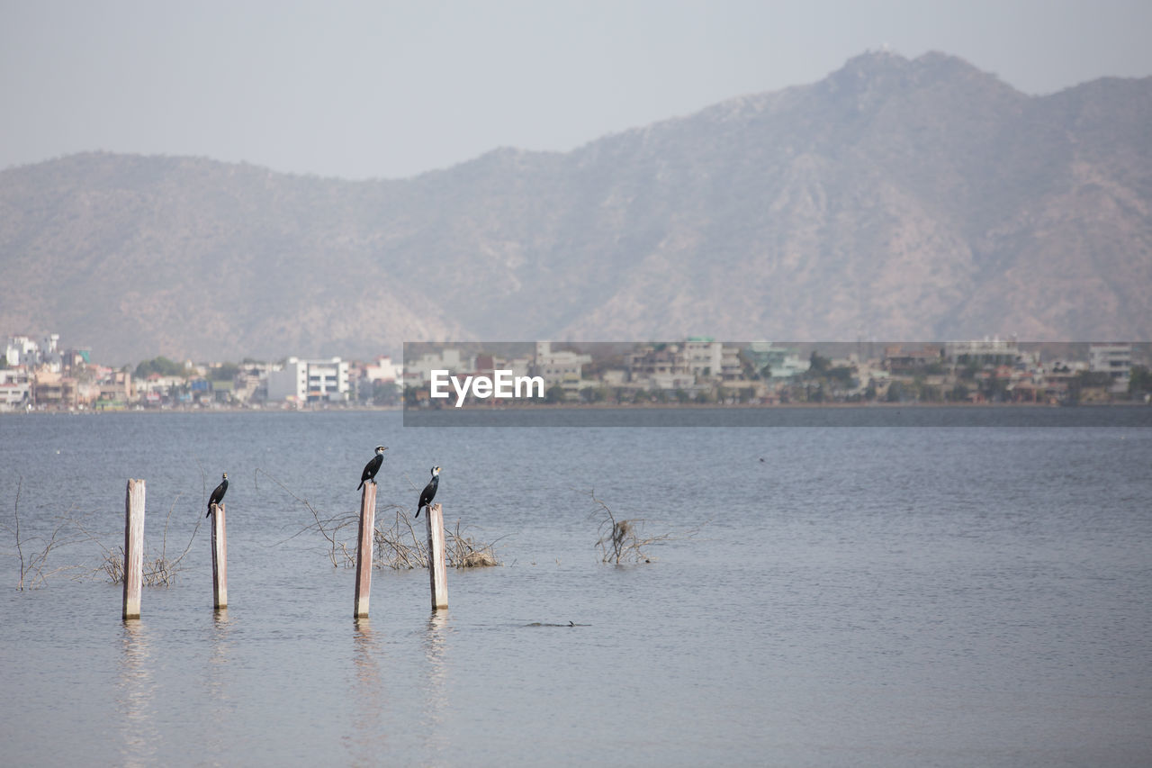 Birds perching on wooden posts in lake against cityscape and mountains