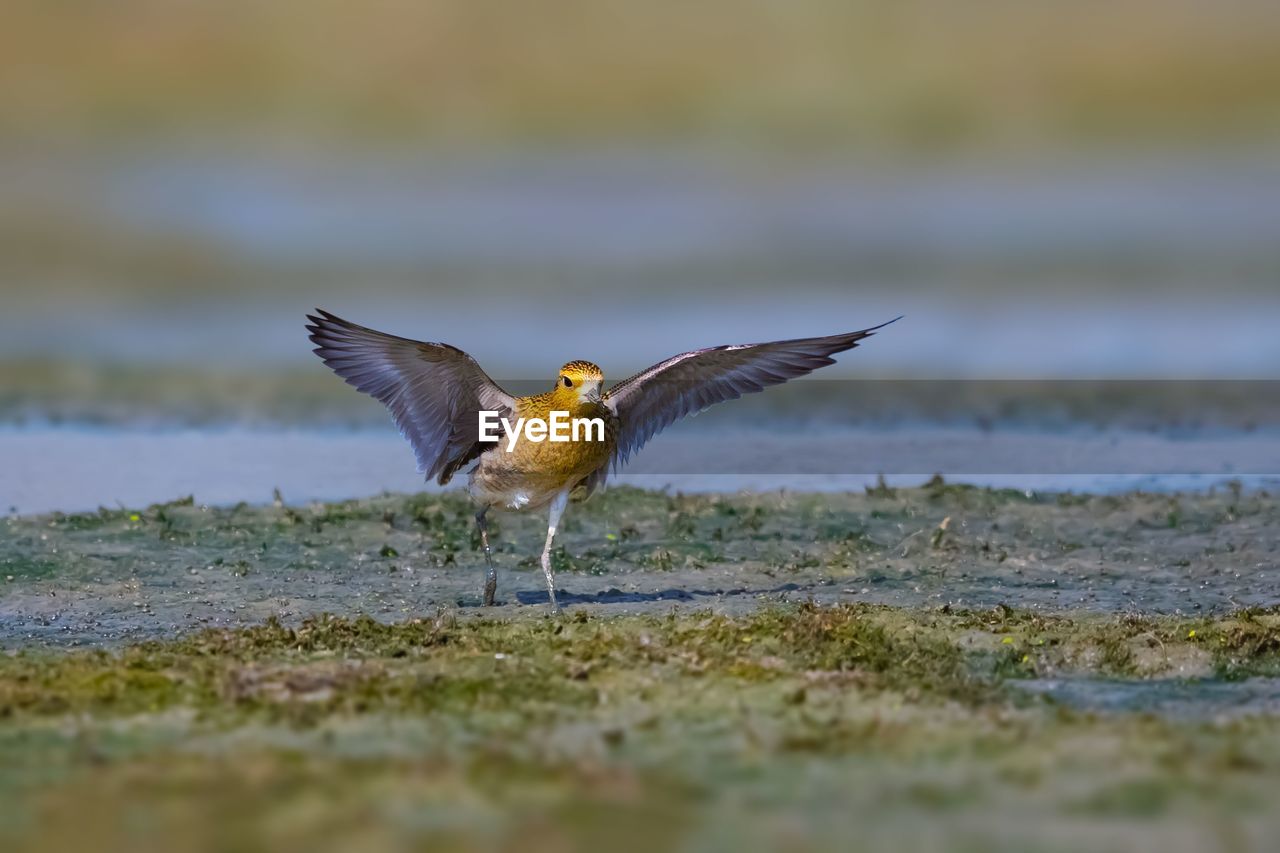 BIRD FLYING OVER A LAND