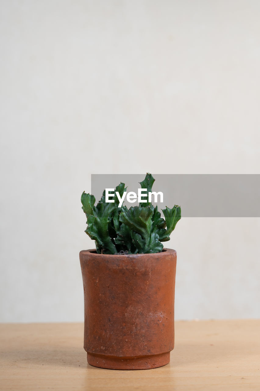 CLOSE-UP OF POTTED PLANT AGAINST WHITE BACKGROUND