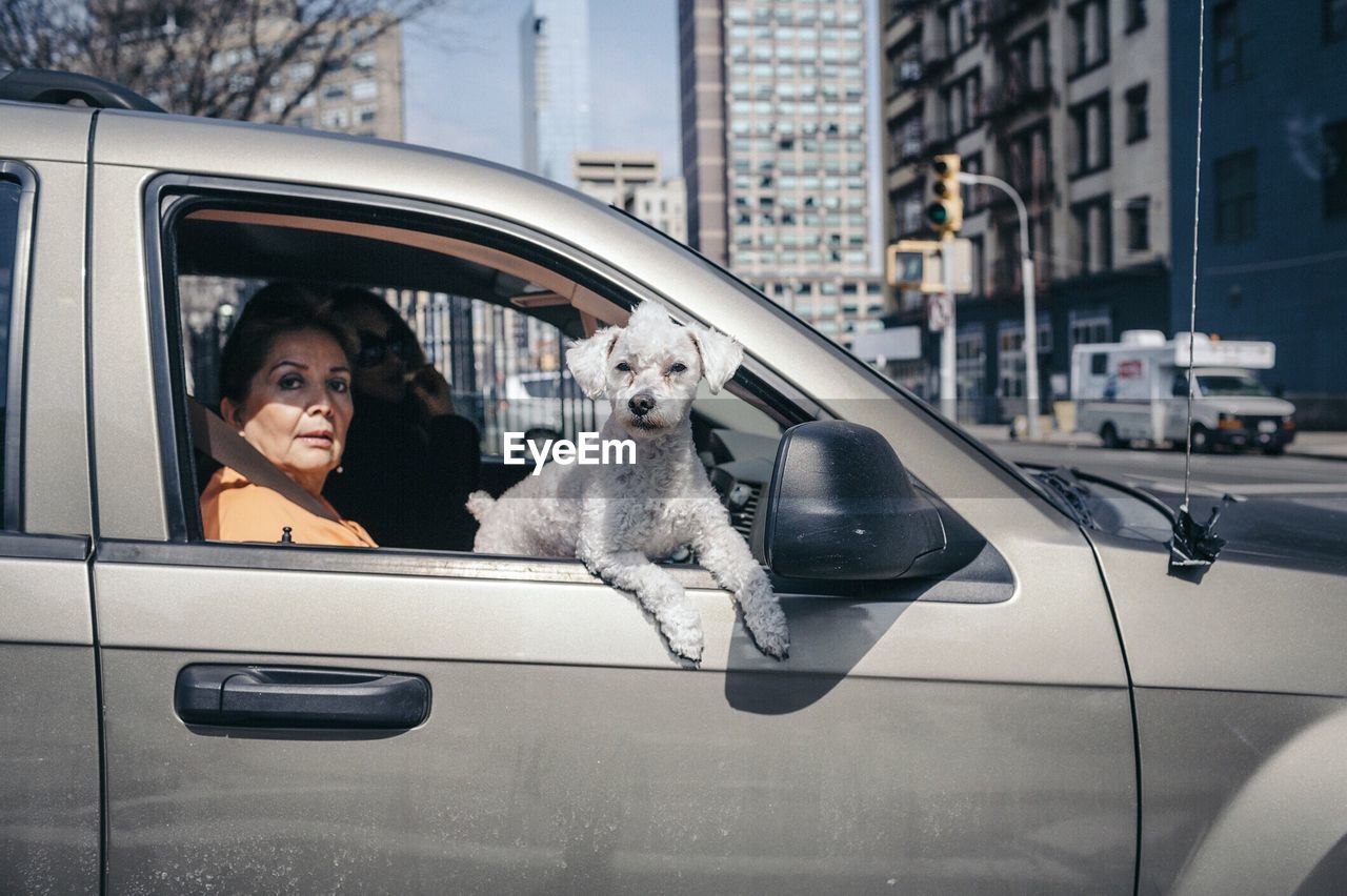 PORTRAIT OF DOG WITH CAR IN CITY