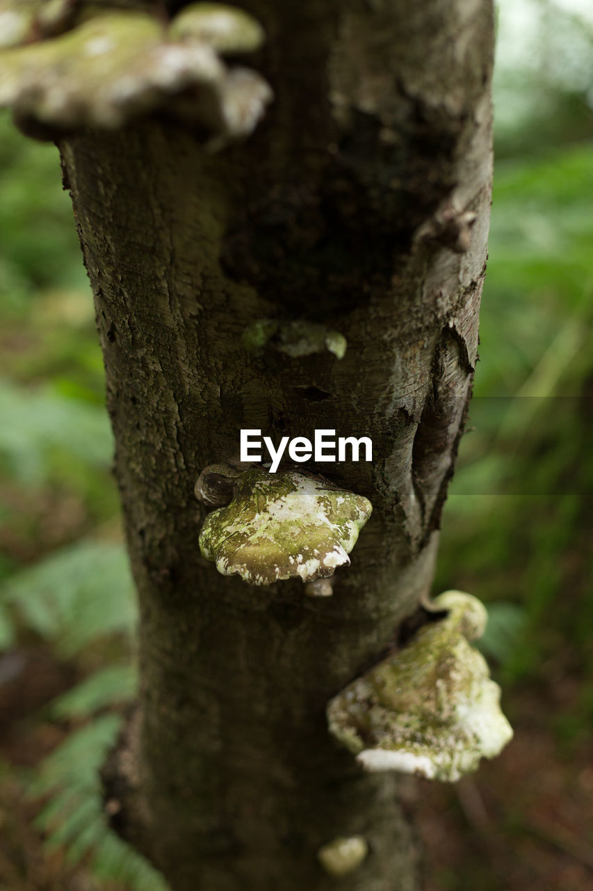 MOSS ON TREE TRUNK