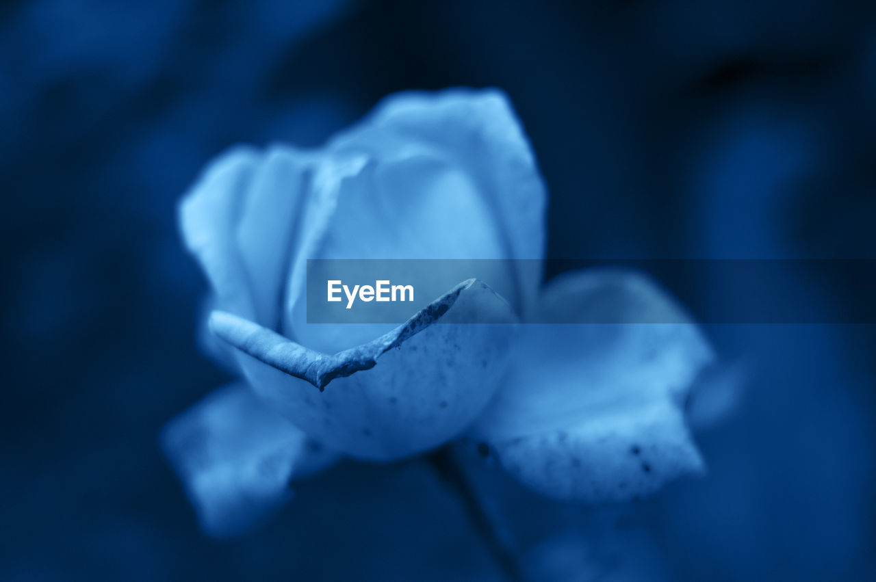 CLOSE-UP OF BLUE WATER ON WHITE FLOWER