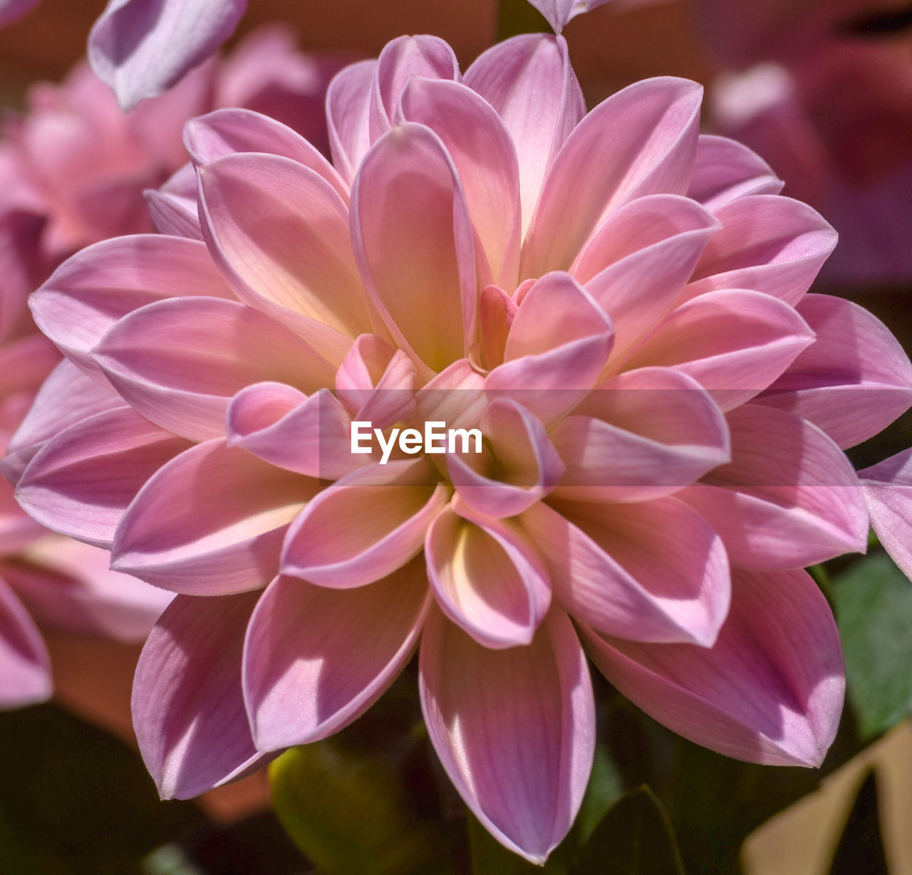 flower, flowering plant, plant, beauty in nature, freshness, pink, dahlia, petal, close-up, fragility, flower head, inflorescence, nature, growth, no people, magenta, focus on foreground, macro photography, city car, outdoors, purple, springtime, blossom