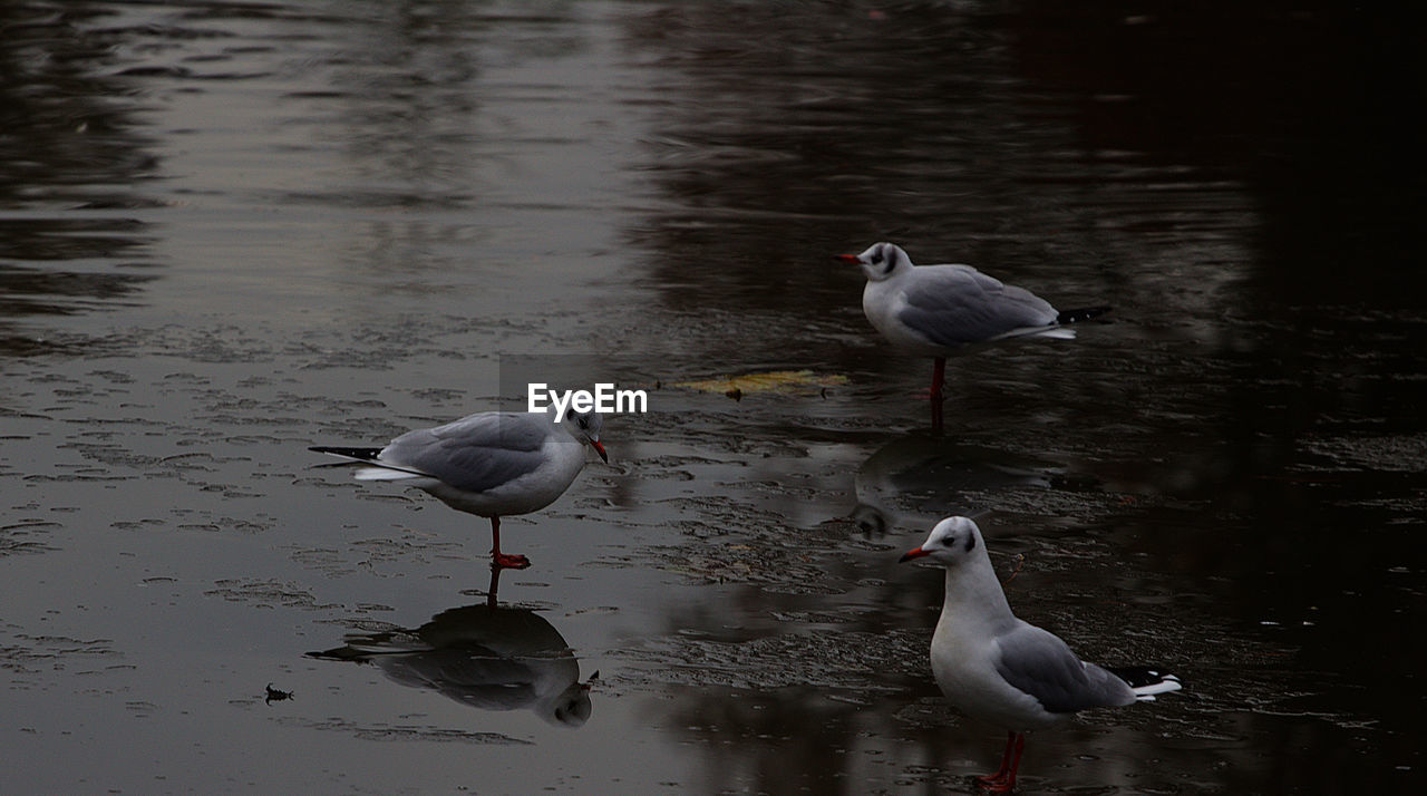 SEAGULL BY LAKE