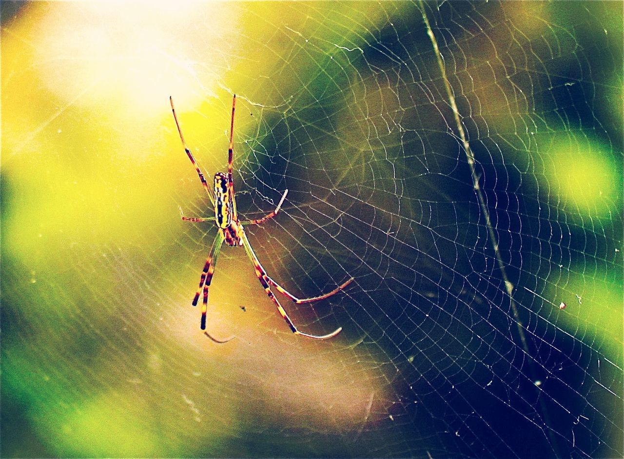 Spider on web