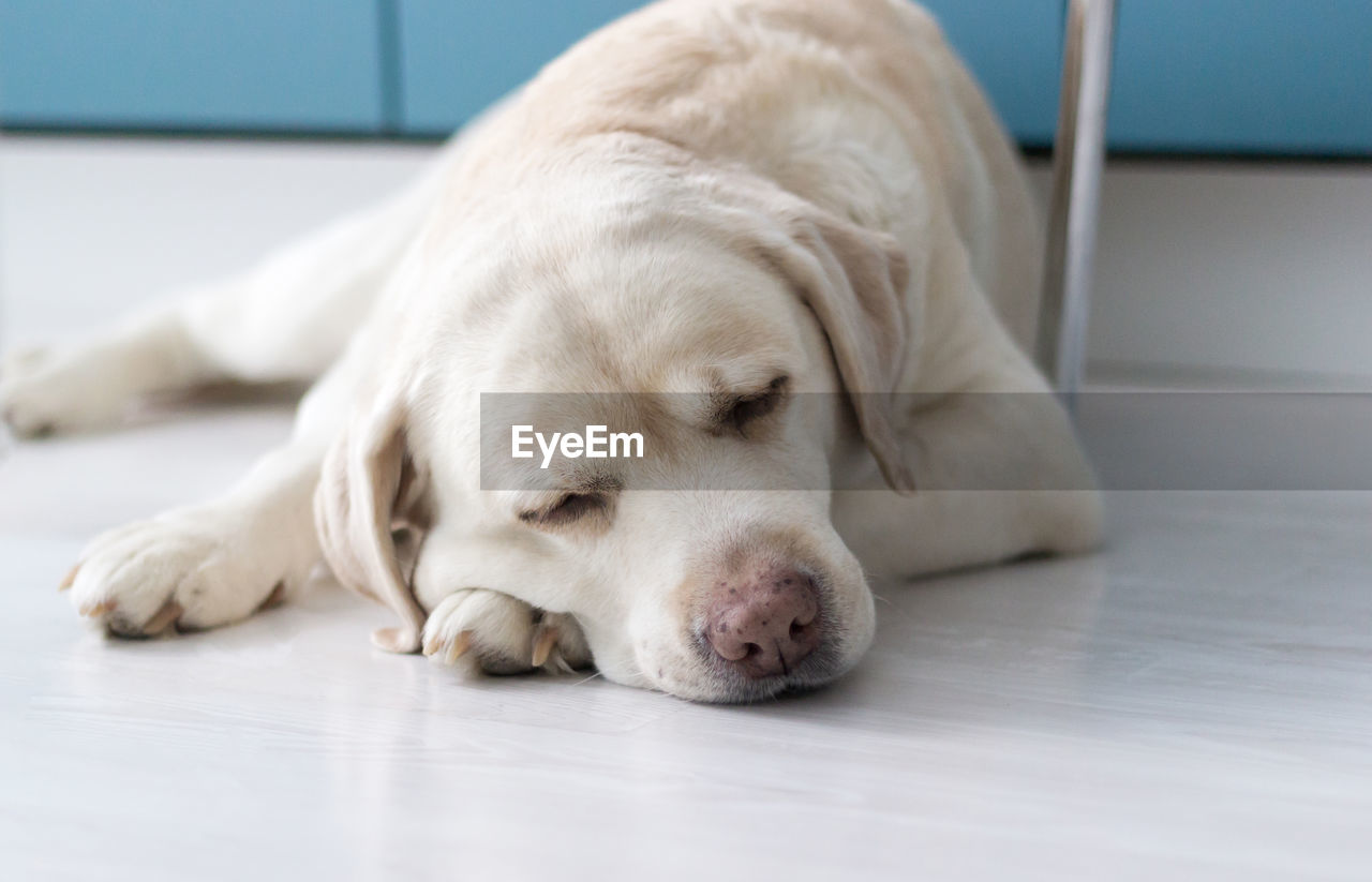 Labrador retriever portrait. the dog lies on the kitchen floor
