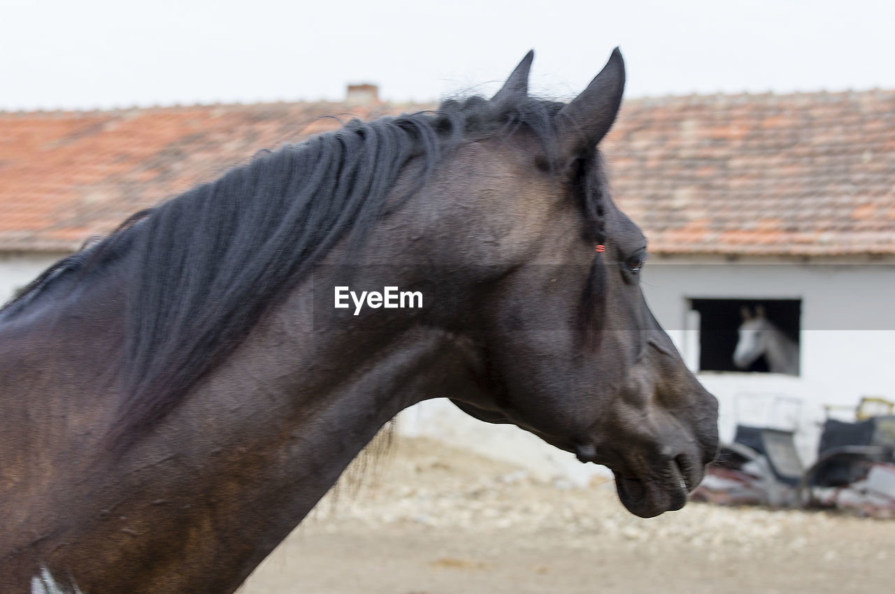 SIDE VIEW OF HORSE ON FIELD