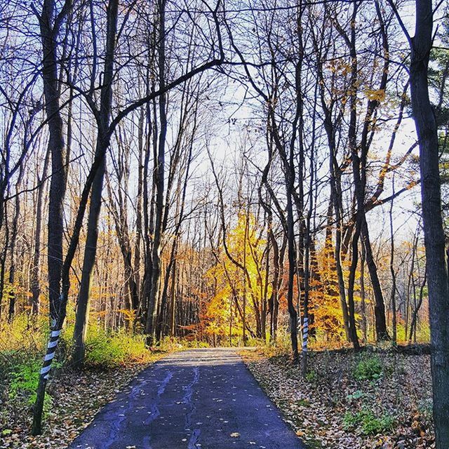 ROAD AMIDST TREES AGAINST SKY