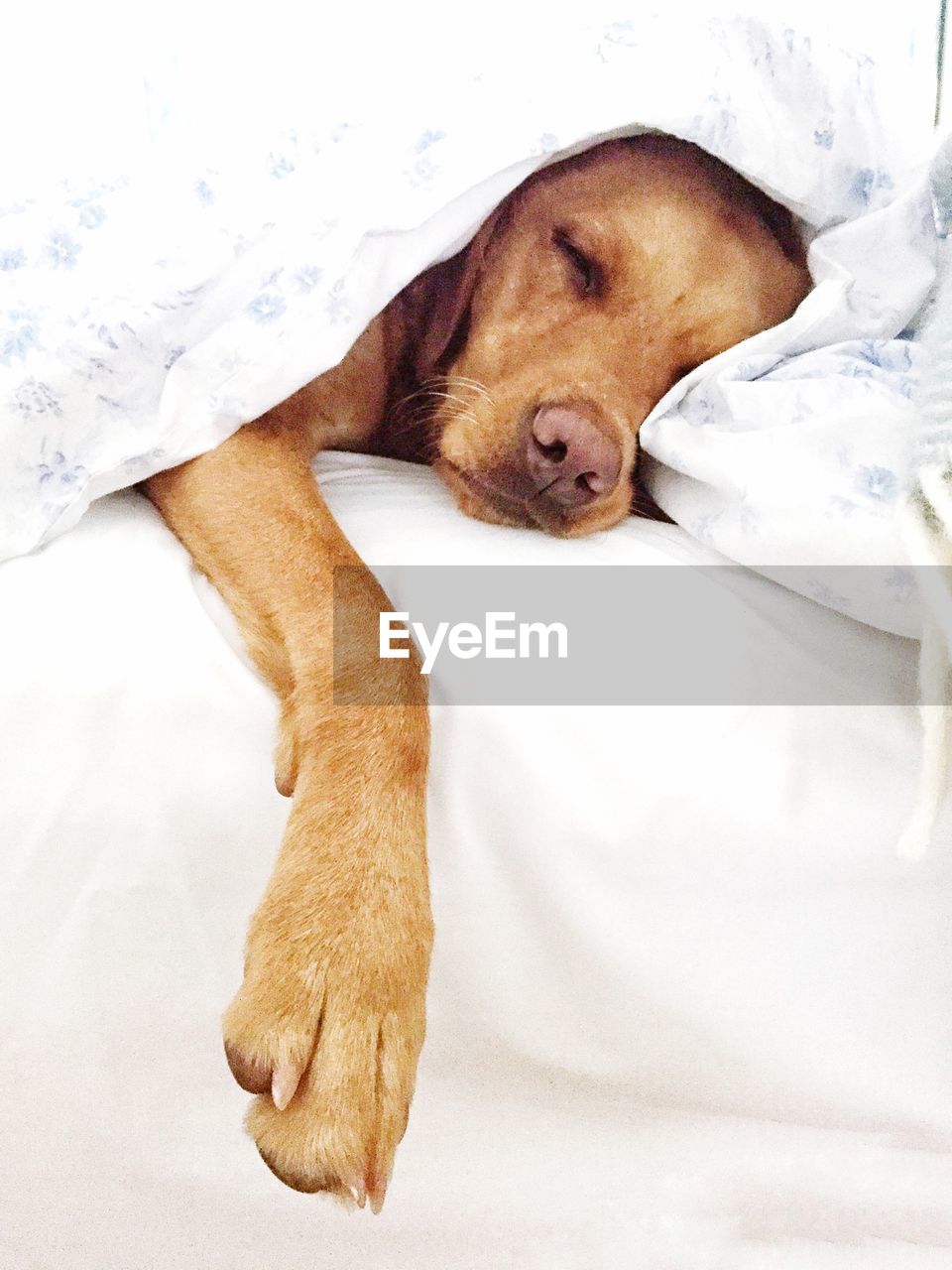 Close-up of dog sleeping on bed at home