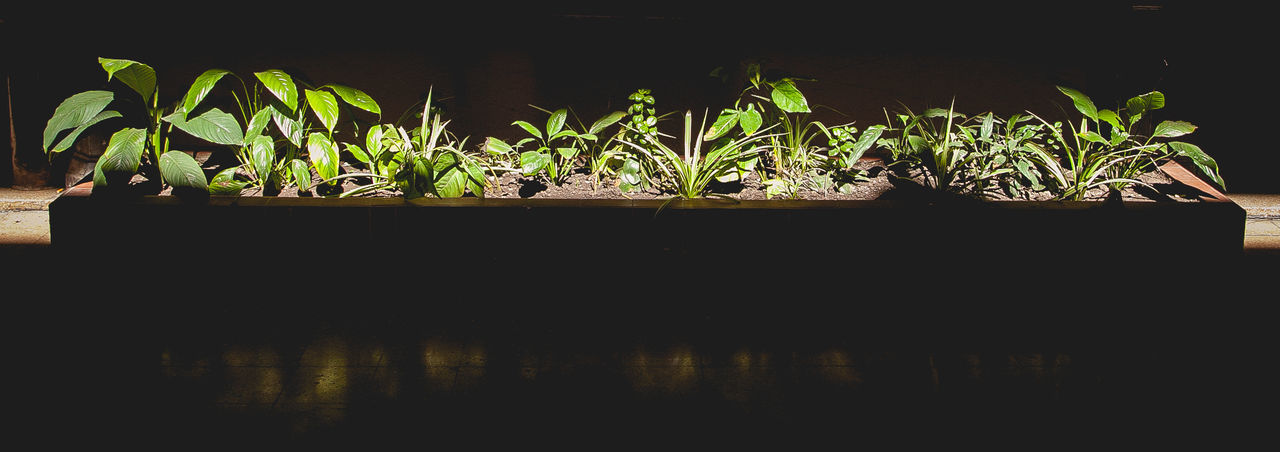 POTTED PLANT AT NIGHT