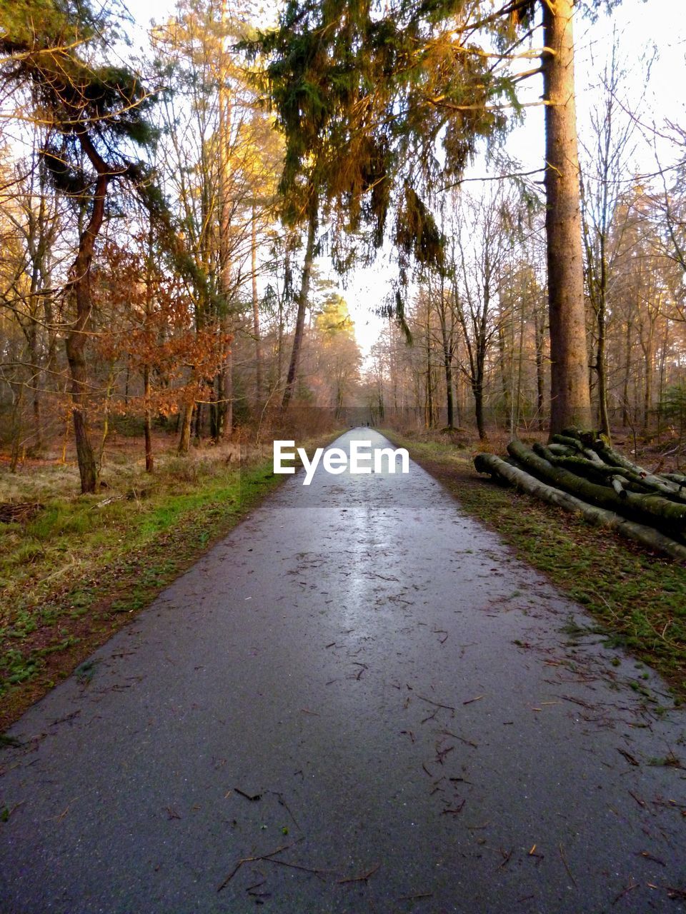 ROAD AMIDST TREES IN FOREST AGAINST SKY