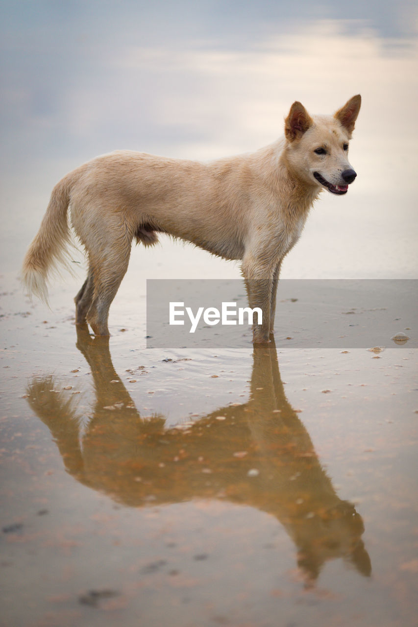 DOG STANDING ON A BEACH