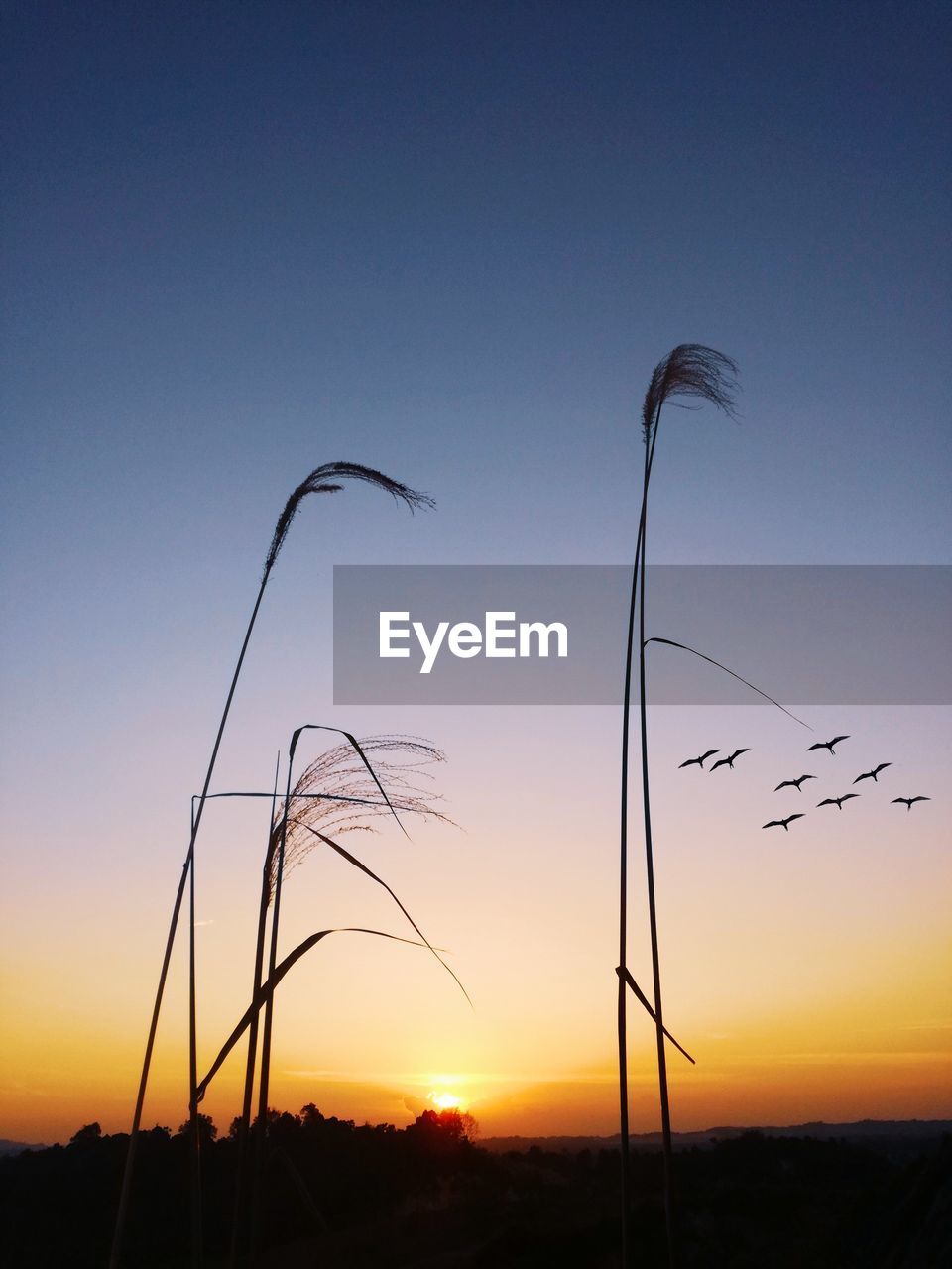 Low angle view of silhouette birds flying against sky during sunset