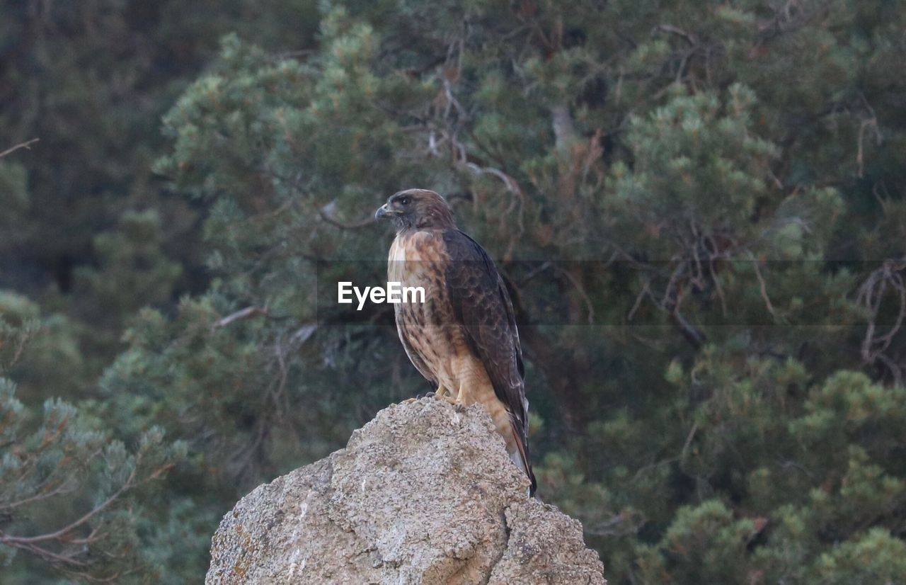 BIRD PERCHING OUTDOORS