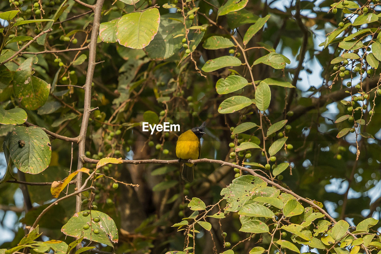 BIRD PERCHING ON BRANCH