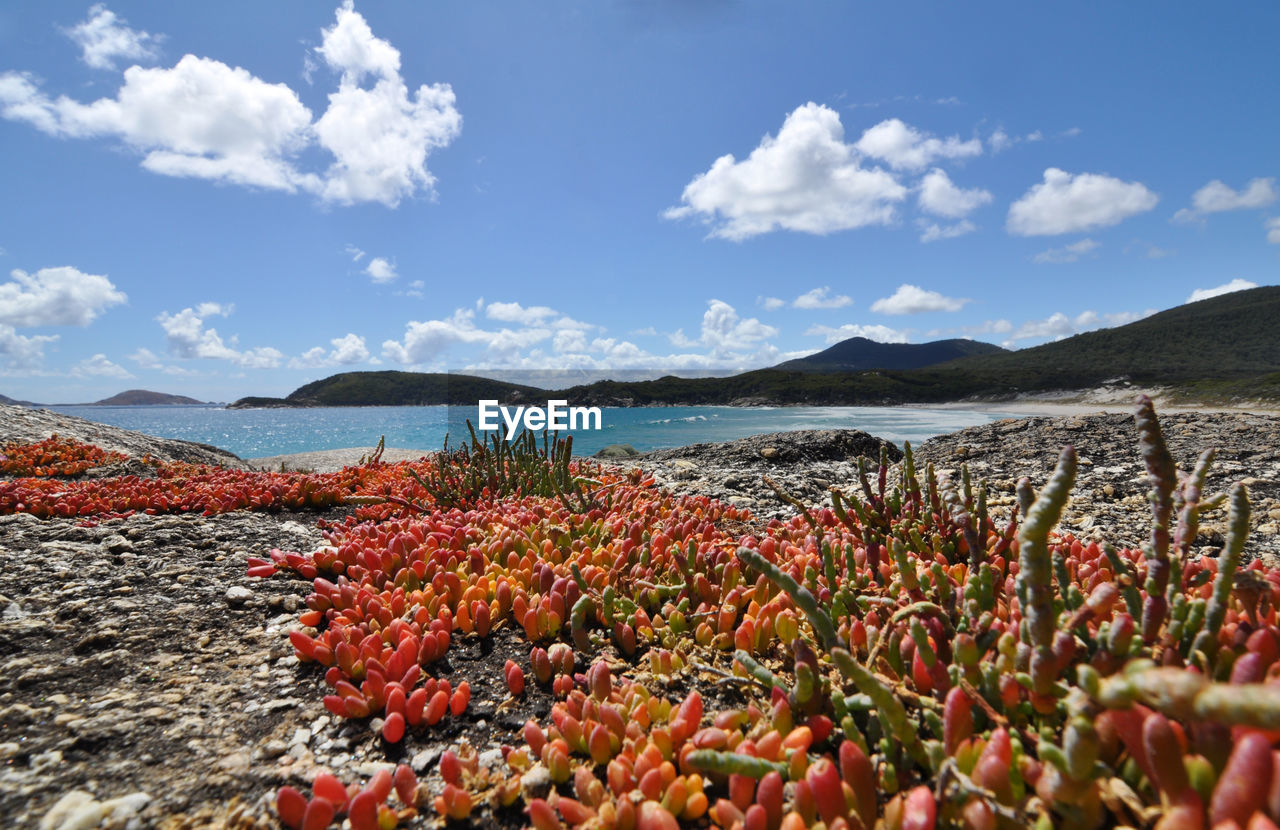 Orange plants growing on field against river and sky during sunny day