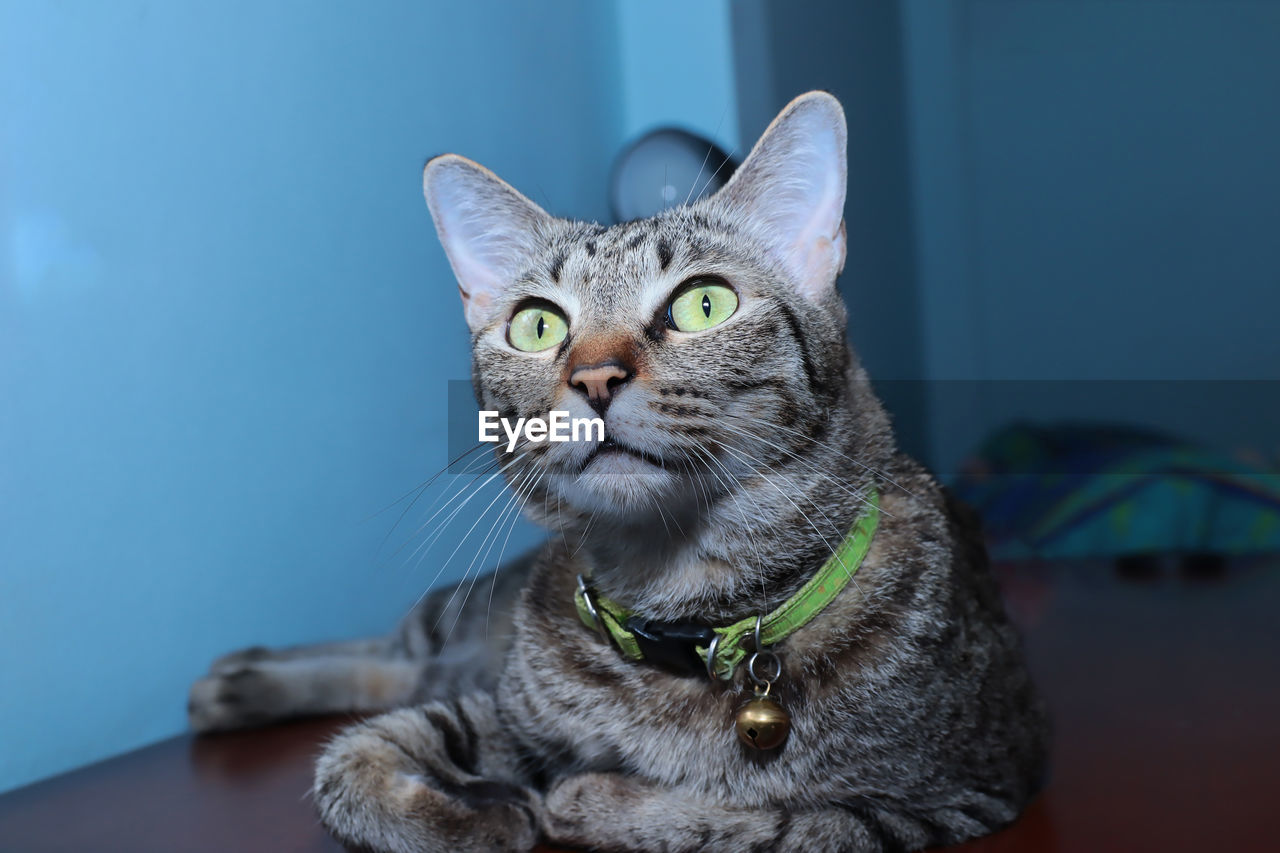 CLOSE-UP PORTRAIT OF TABBY CAT