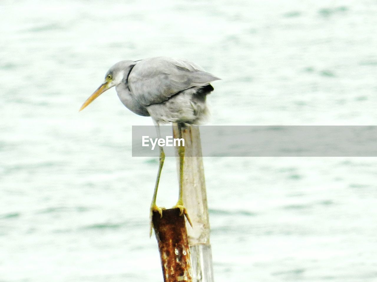Heron perching on bamboo post over river