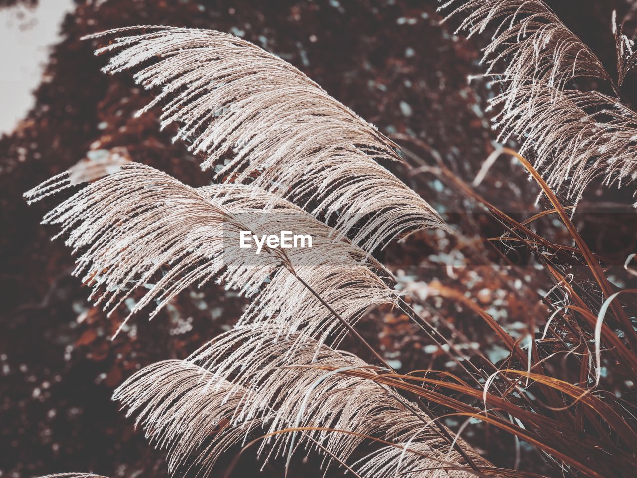 Close-up of dried plant on field