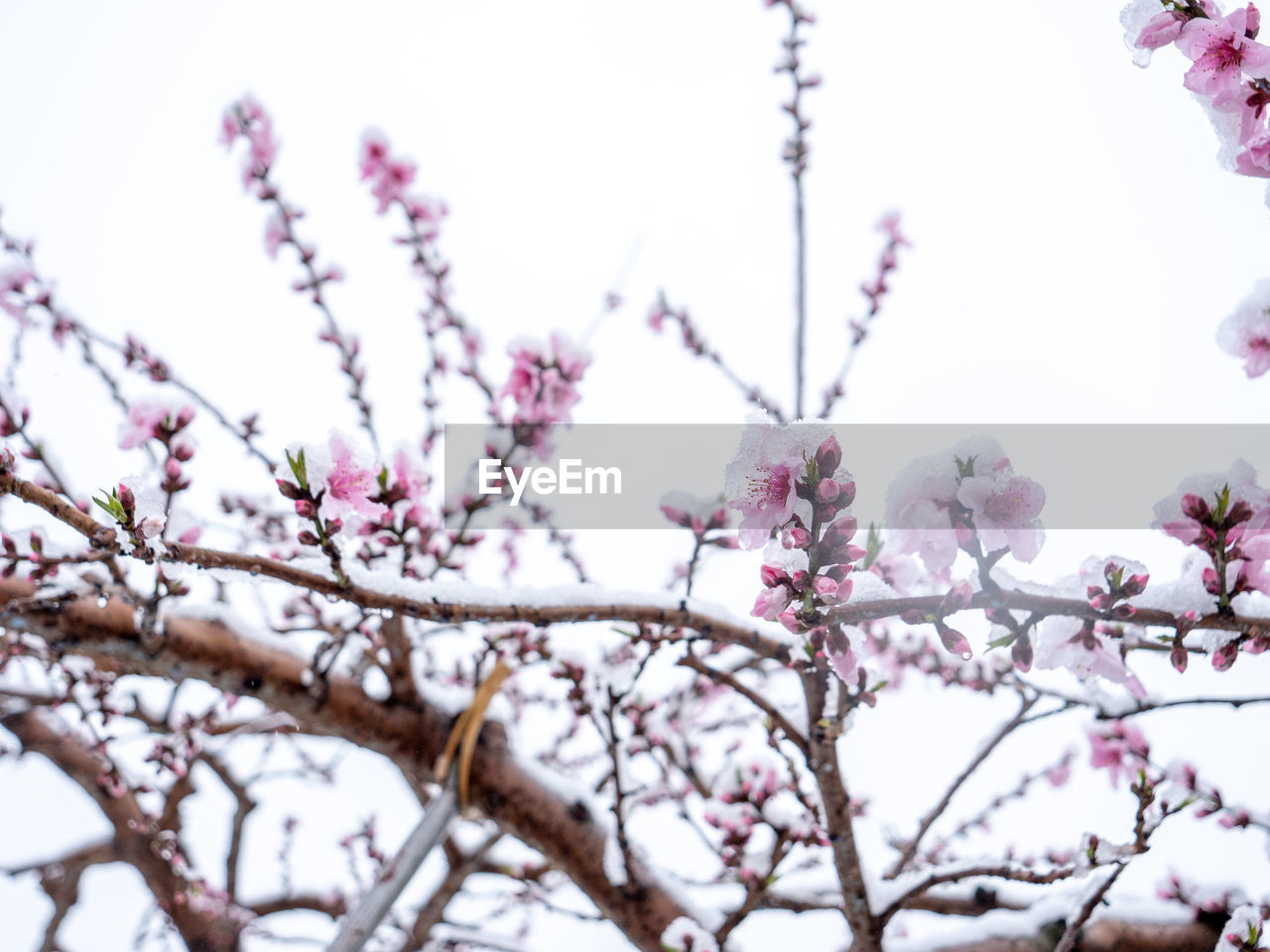 Low angle view of cherry blossom in snow