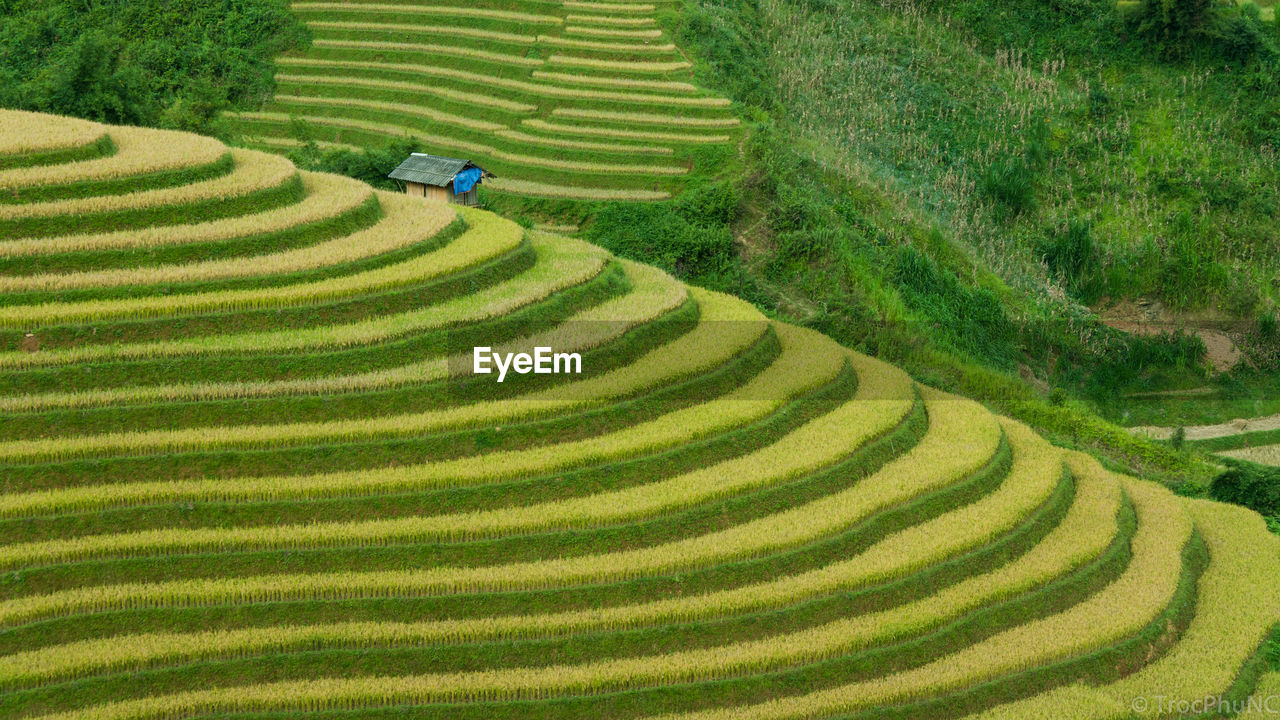 High angle view of rice terraced field