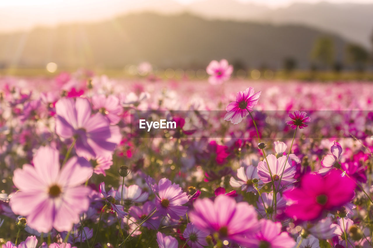 Kashihara city, nara prefecture cosmos field of fujiwara palace