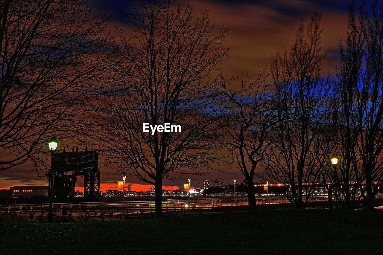 Illuminated street lights by bare trees at night