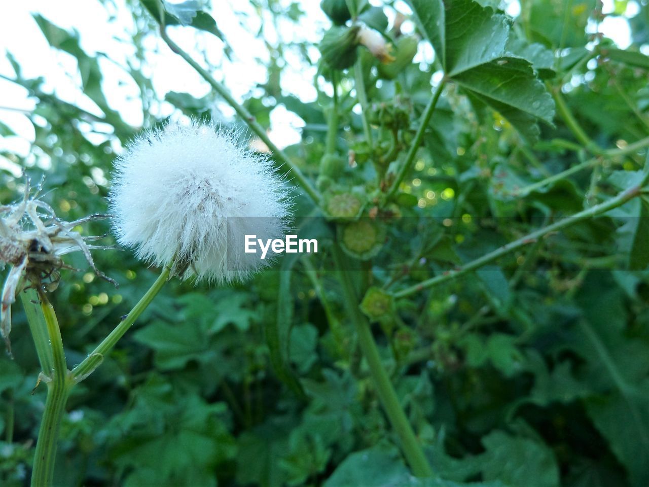 CLOSE-UP OF DANDELION FLOWER GROWING OUTDOORS