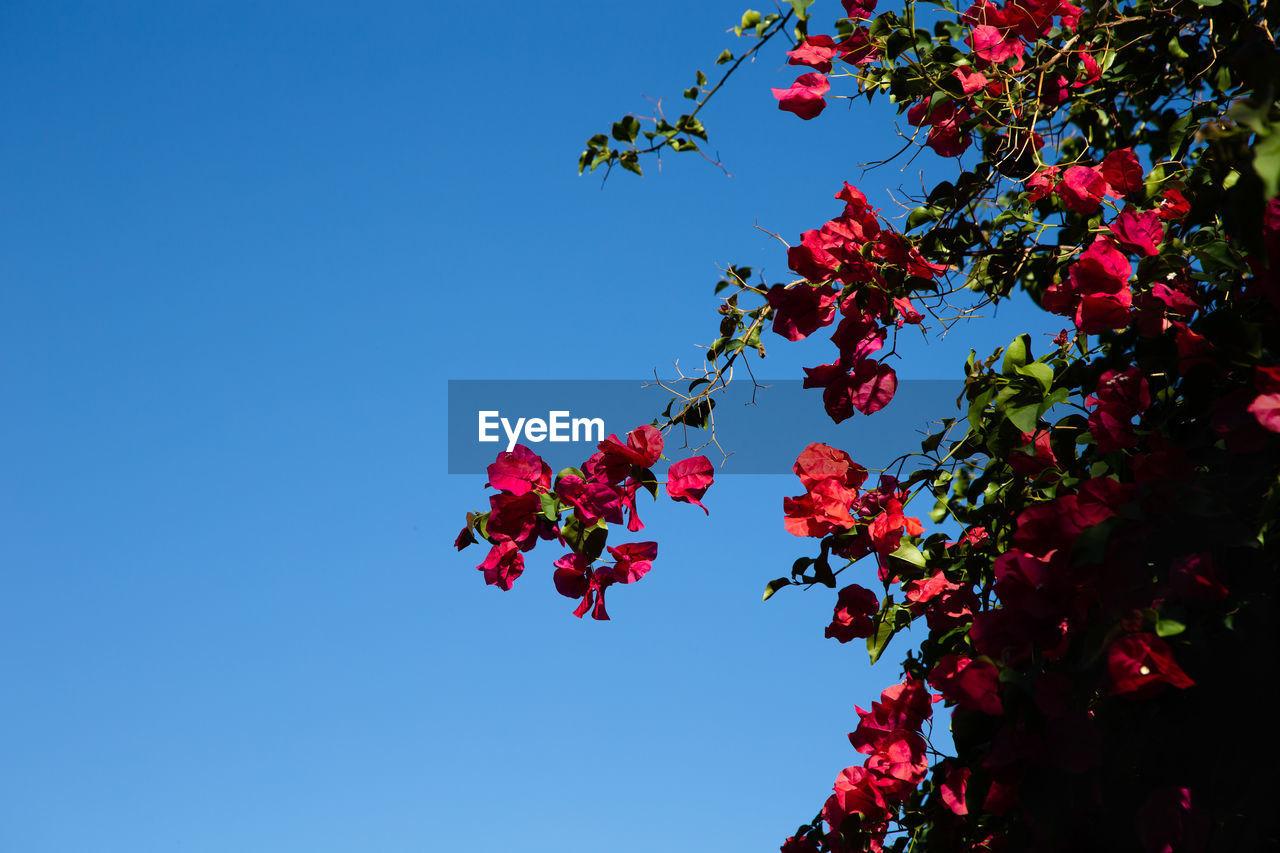 LOW ANGLE VIEW OF RED FLOWERING TREE AGAINST SKY
