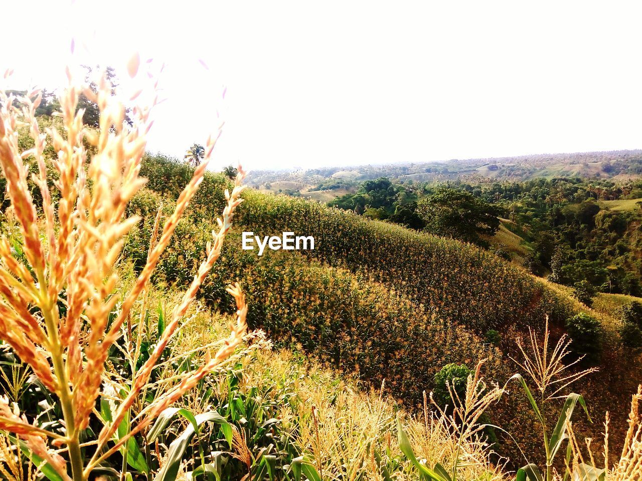 SCENIC VIEW OF LANDSCAPE AGAINST CLEAR SKY