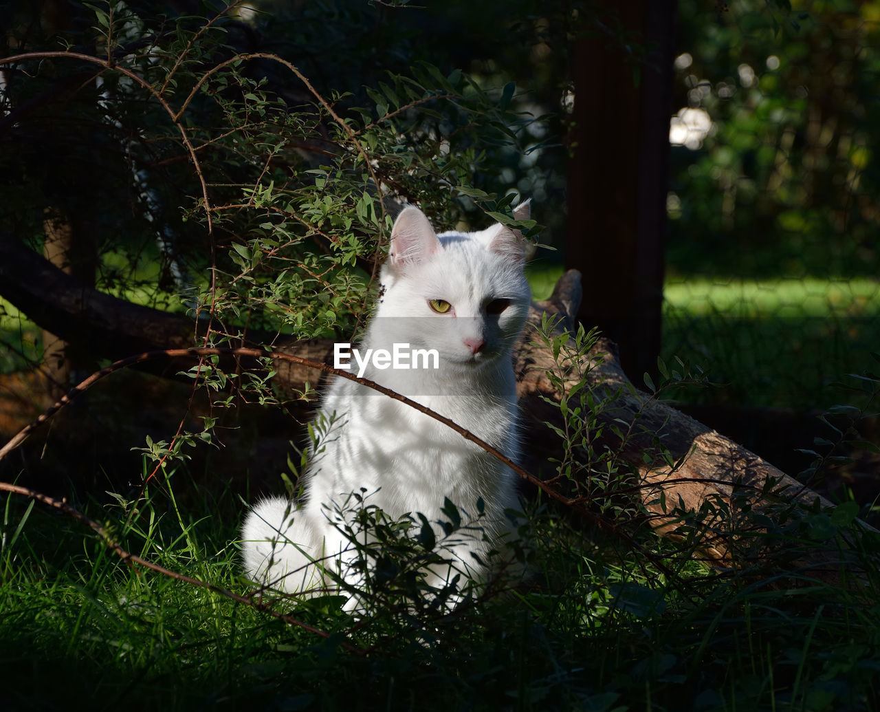 Portrait of white cat sitting on grass