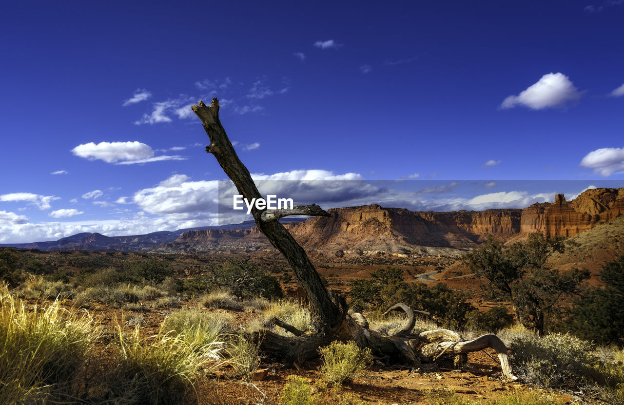 Plants on field against sky