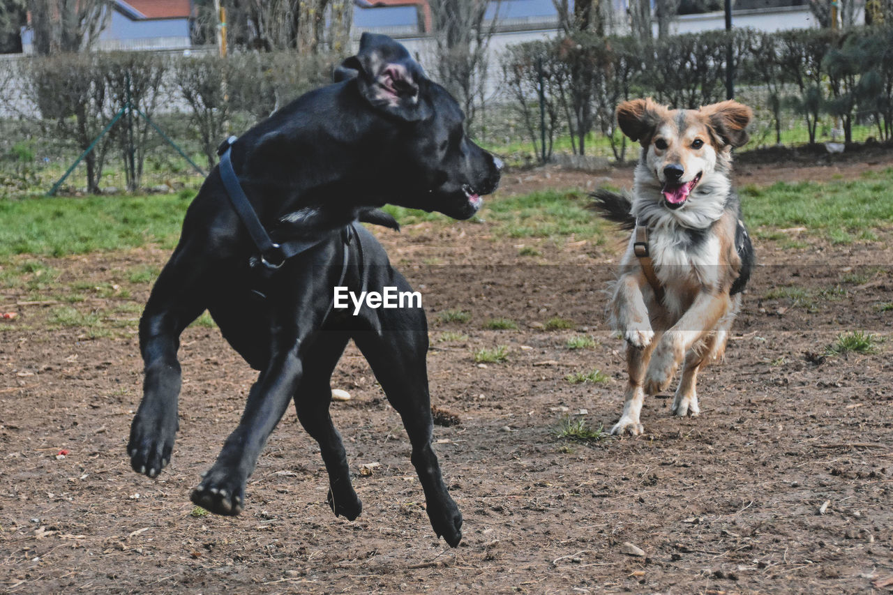 VIEW OF DOGS RUNNING ON THE GROUND