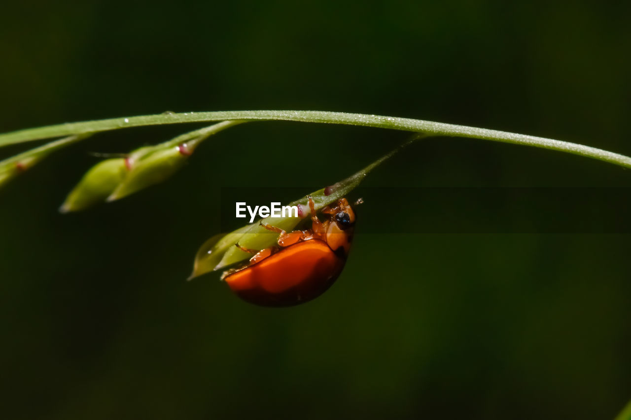 animal themes, animal, animal wildlife, insect, one animal, macro photography, green, wildlife, close-up, nature, flower, plant, no people, yellow, focus on foreground, leaf, plant stem, day, outdoors, beetle, beauty in nature, animal body part, water, ladybug