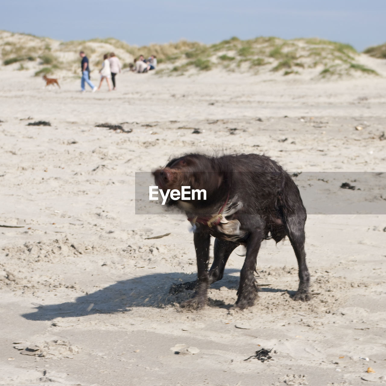 Blurred motion of dog on beach