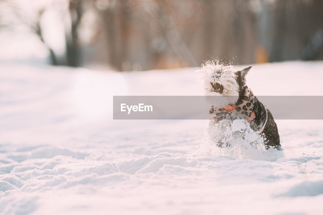 portrait of dog on snow