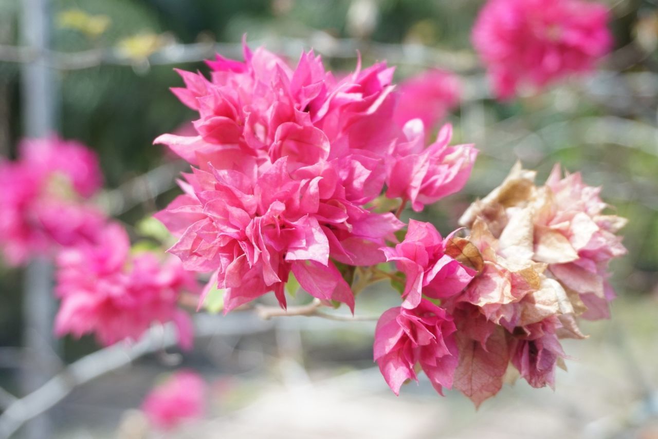 CLOSE-UP OF PINK FLOWERS