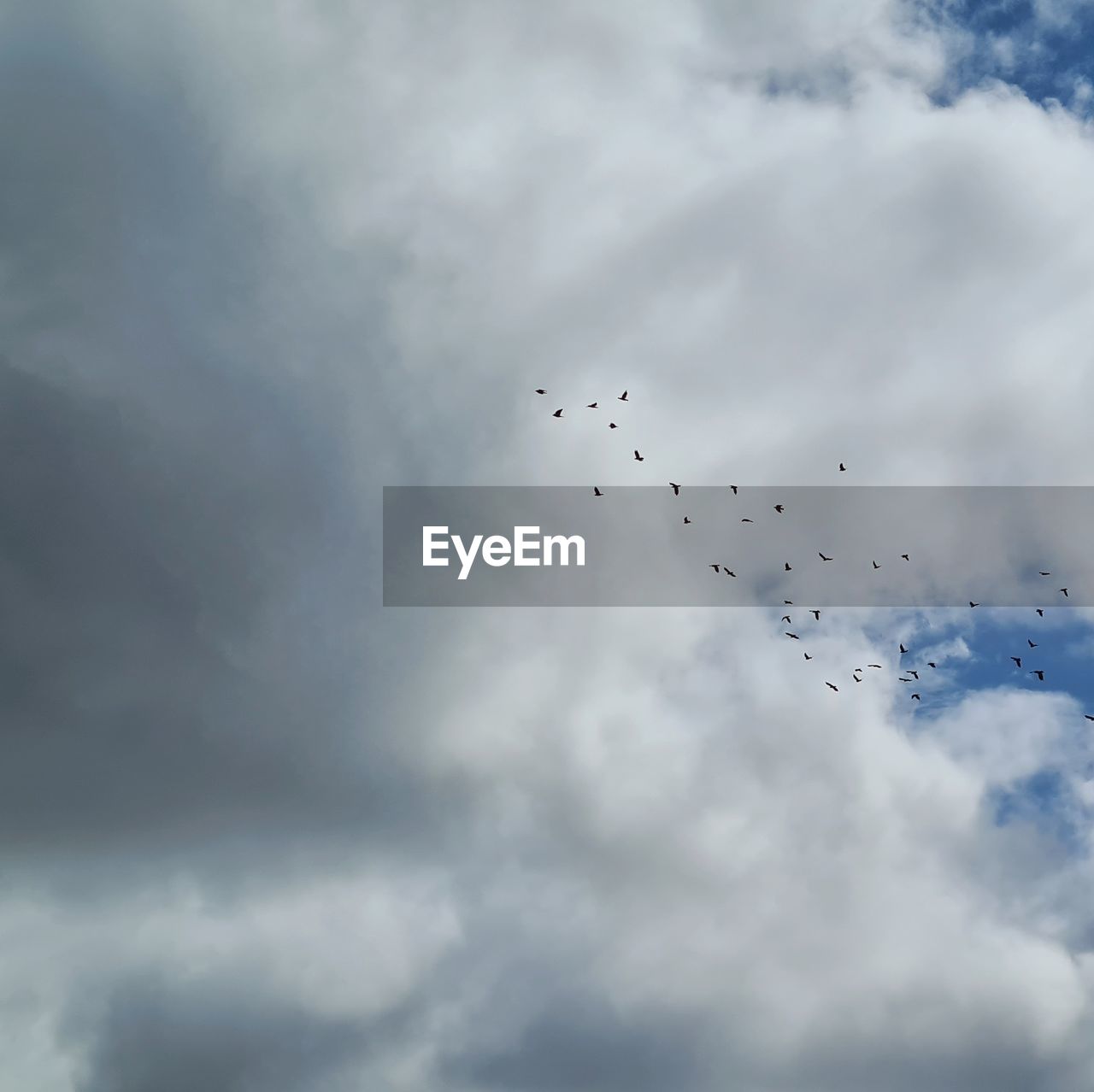 LOW ANGLE VIEW OF BIRDS FLYING IN THE SKY