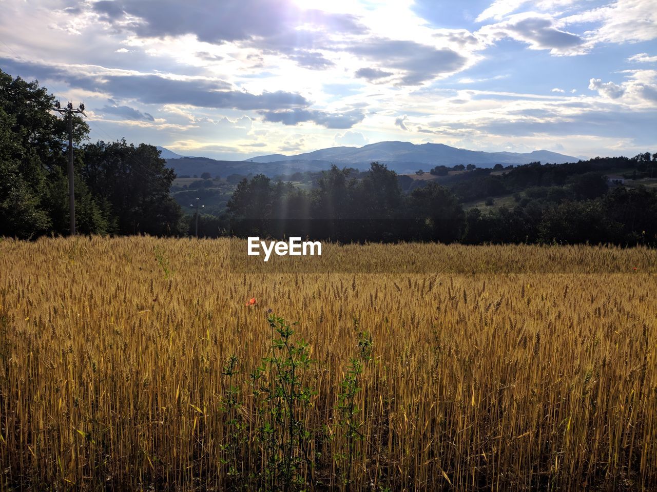 SCENIC VIEW OF FARM AGAINST SKY