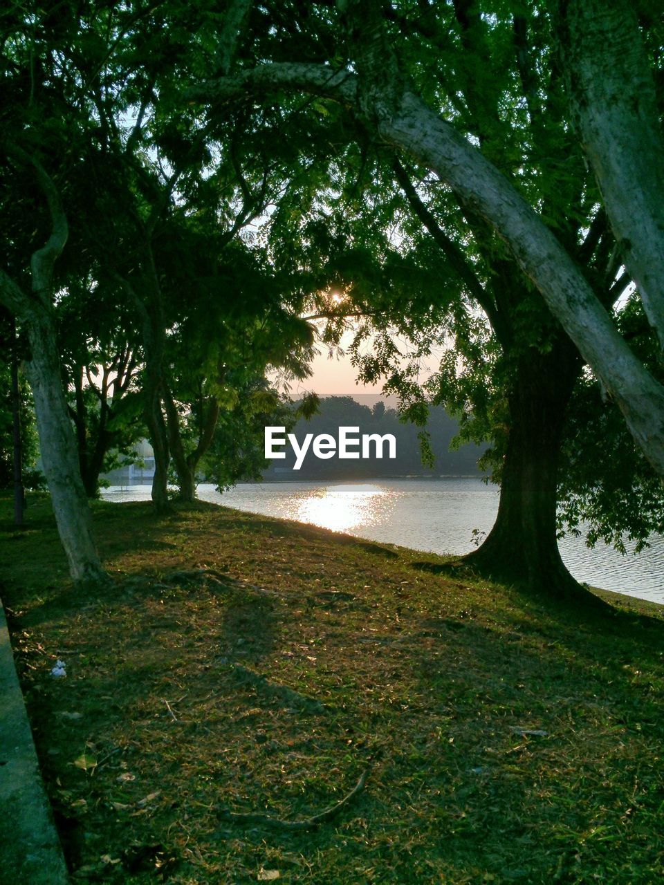 Trees growing by the lake