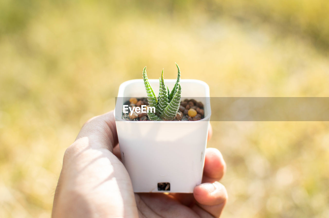 Close-up of hand holding small potted plant outdoors