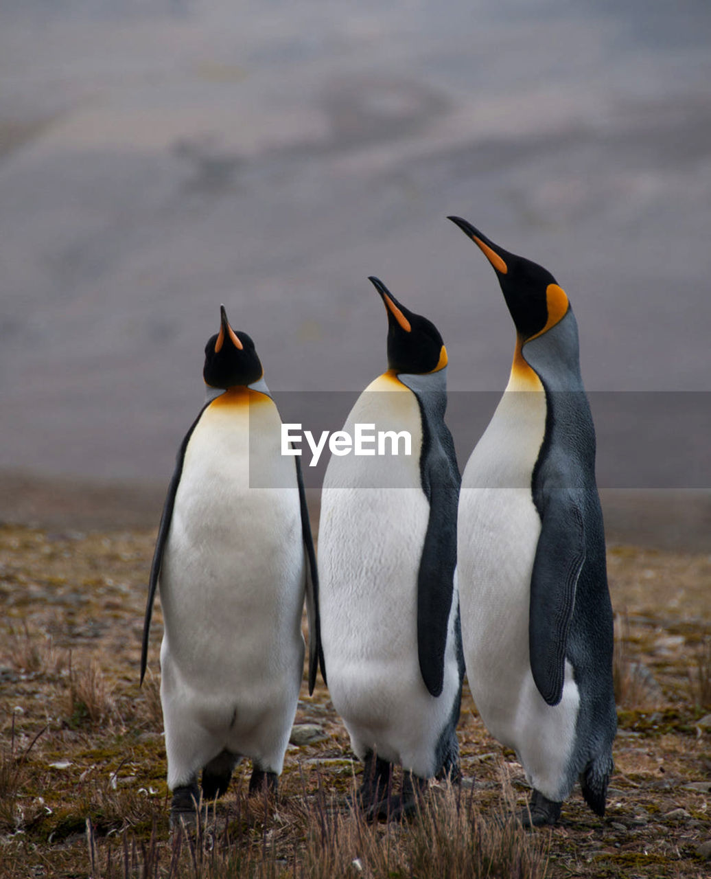 View of two penguins on land