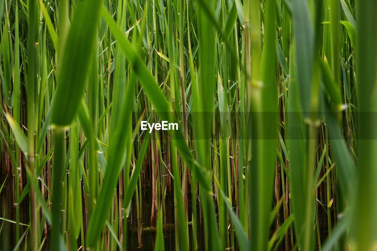 Close-up of stalks in field