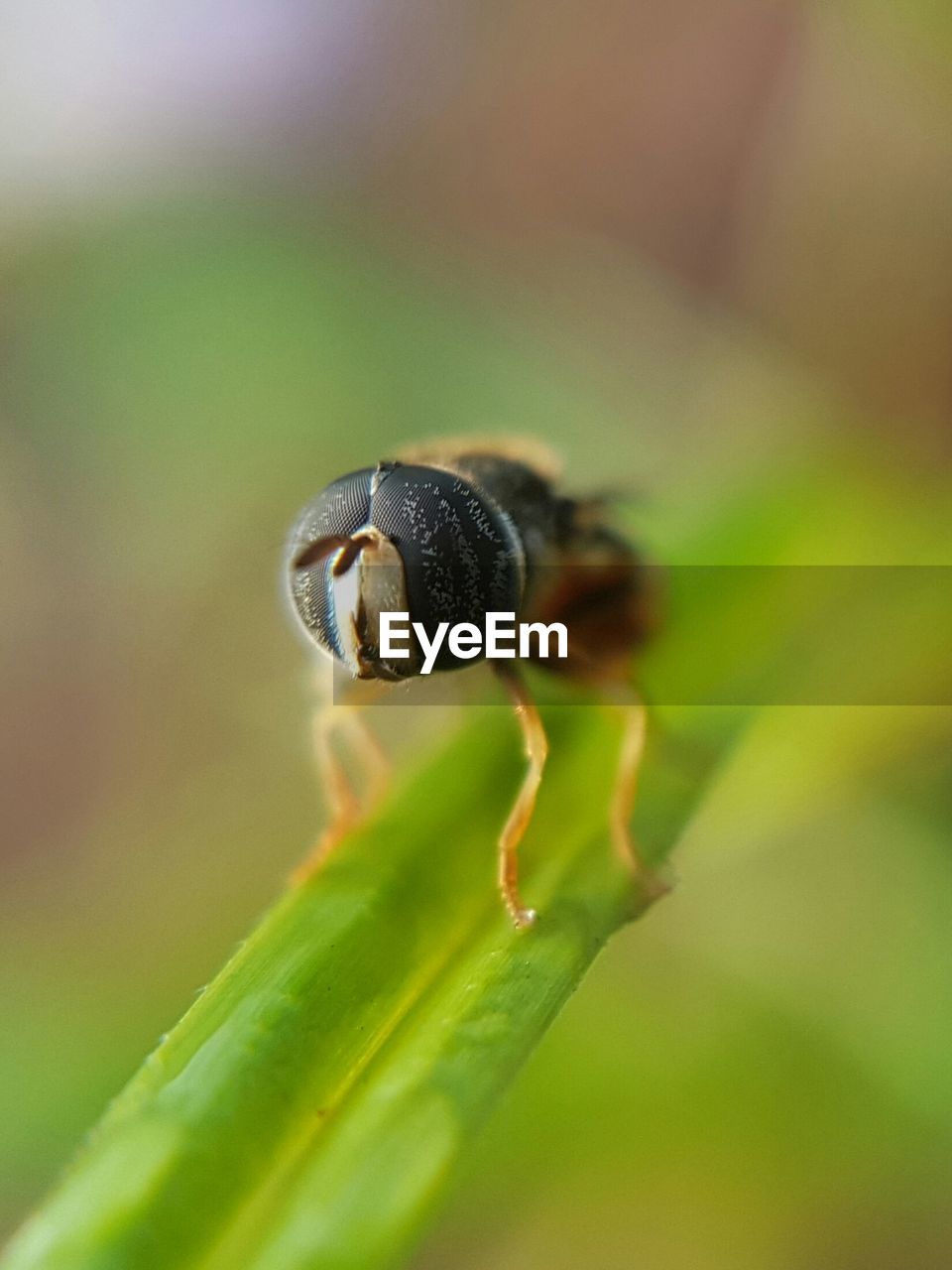 CLOSE-UP OF INSECTS ON PLANT