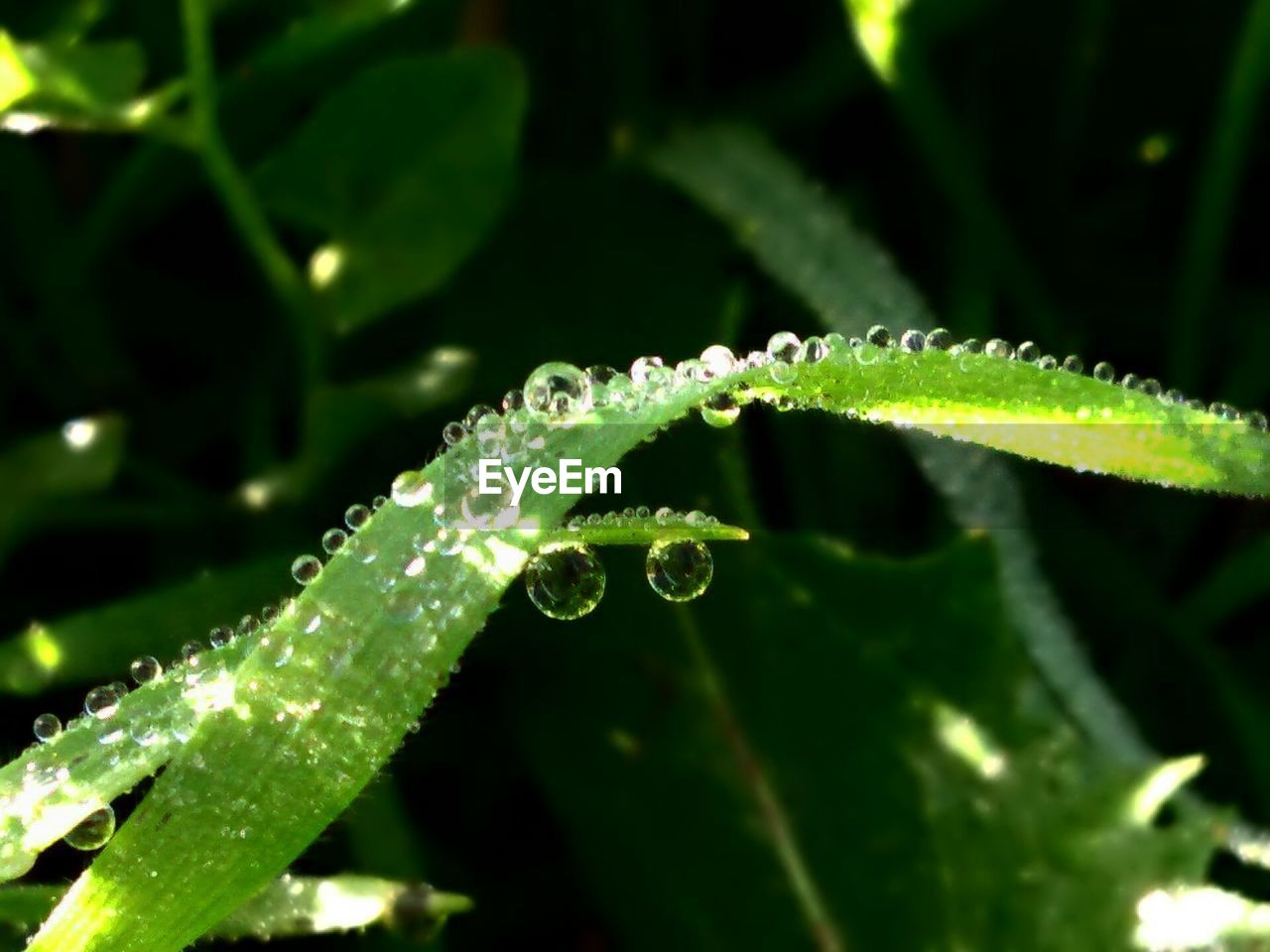 CLOSE-UP OF WATER DROPS ON SPIDER WEB